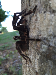 Cyrtopholis portoricae