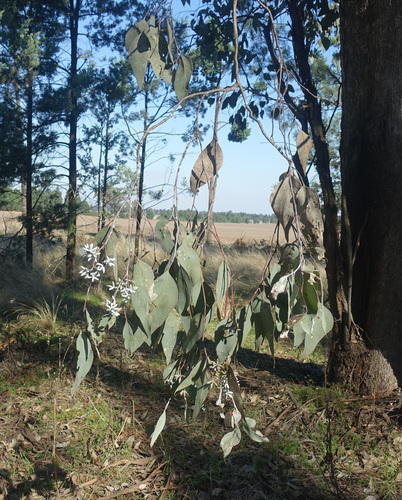Image of Eucalyptus albens by (c) yatesy, some rights reserved (CC BY)