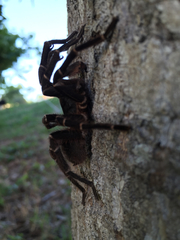 Cyrtopholis portoricae