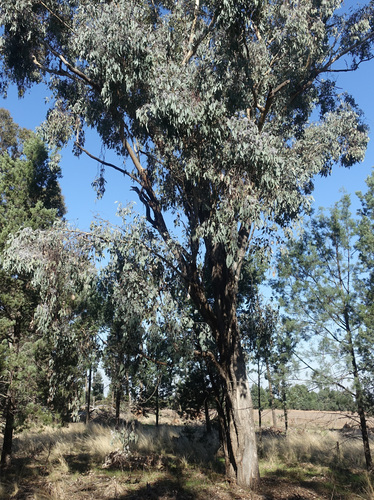 Image of Eucalyptus albens by (c) yatesy, some rights reserved (CC BY)