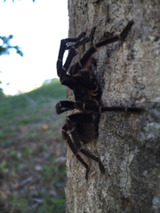 Cyrtopholis portoricae