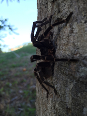 Cyrtopholis portoricae