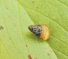 Conulinus