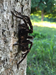 Cyrtopholis portoricae