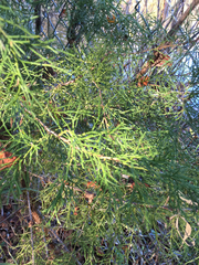 Juniperus