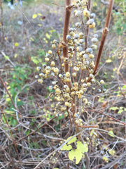 Toxicodendron radicans