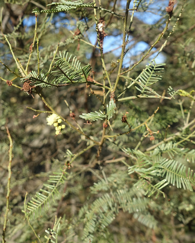 Image of Acacia deanei by (c) yatesy, some rights reserved (CC BY)
