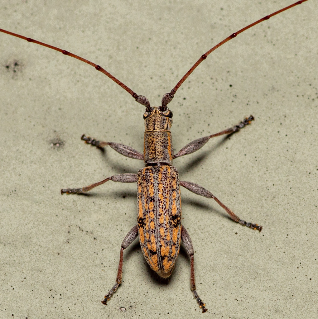small mulberry borer