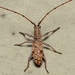 Small Mulberry Borer - Photo (c) Justin Williams, some rights reserved (CC BY), uploaded by Justin Williams