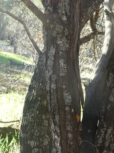 Image of Acacia deanei by (c) yatesy, some rights reserved (CC BY)
