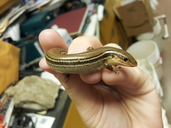 Plestiodon septentrionalis