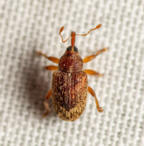 Rough Ash Seed Weevil