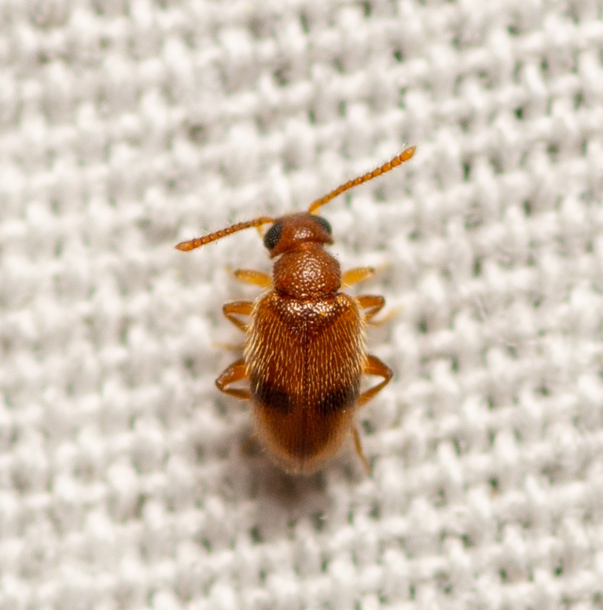 Zonantes pallidus
