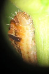 Pseudonacaduba sichela sichela