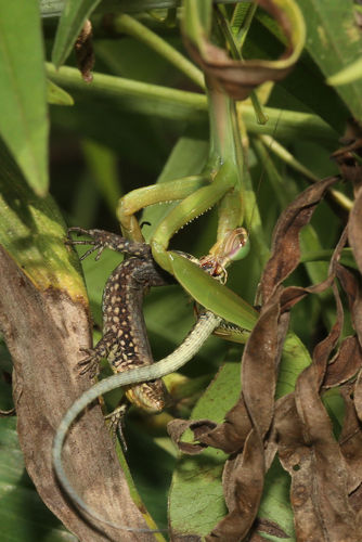 Chinese Mantis, Ohio, US, photo 9 of 10