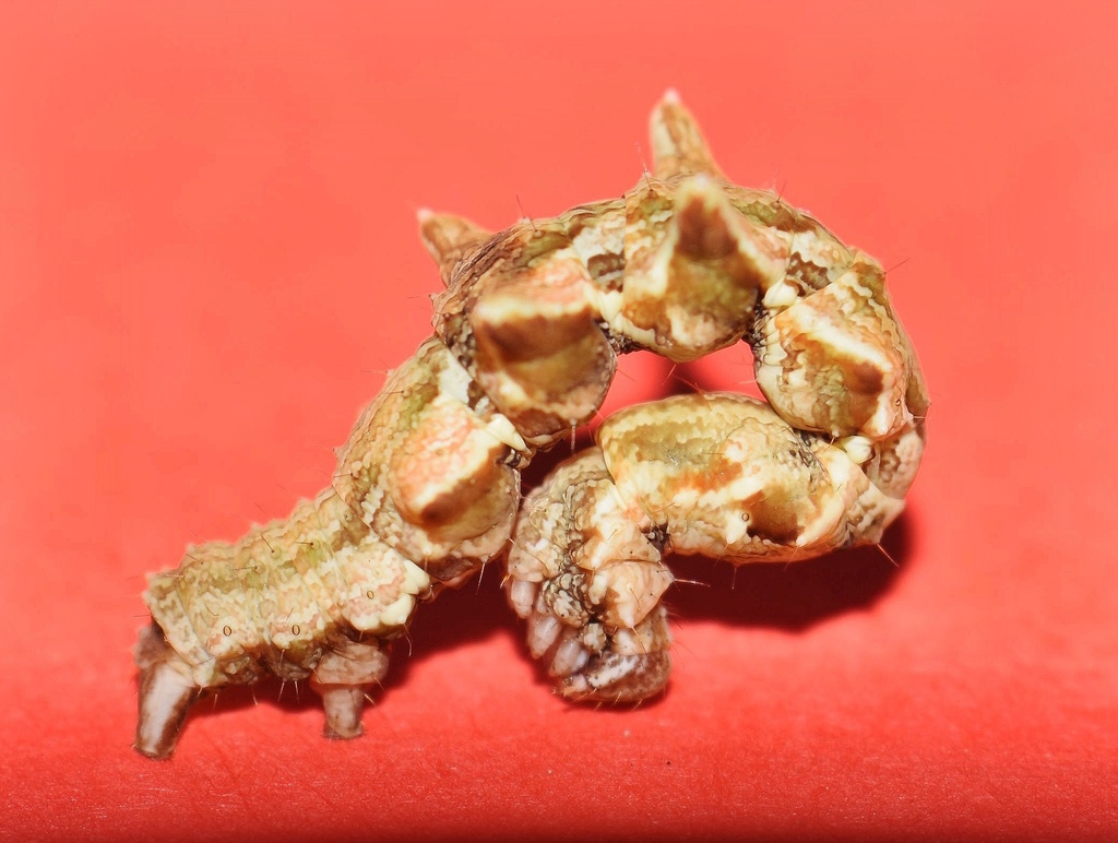 Traminda obversata