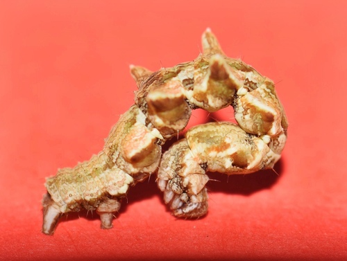 Traminda obversata
