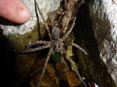Dolomedes dondalei