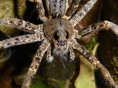 Dolomedes dondalei