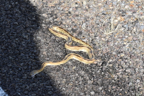 Trans-pecos Ratsnake