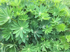 Lupinus polyphyllus