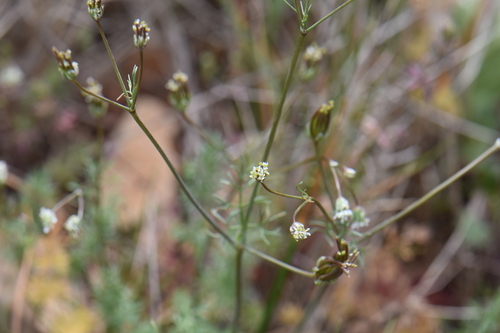 Southern shepherd's-needle (Scandix australis)