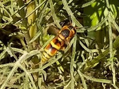 Euodynerus hidalgo viereckii