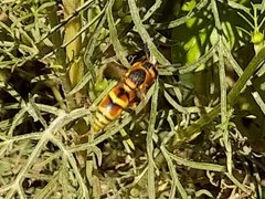 Euodynerus hidalgo viereckii