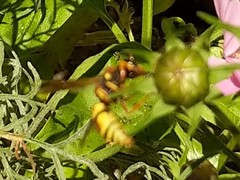 Euodynerus hidalgo viereckii