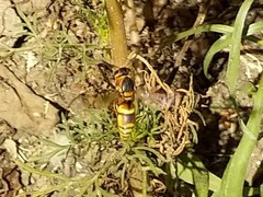 Euodynerus hidalgo viereckii