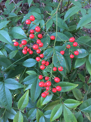 Nandina domestica