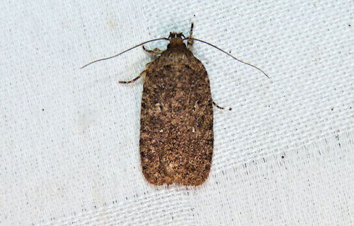Agonopterix eupatoriiella
