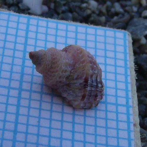Trichosirius inornatus
