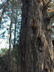 Juniperus