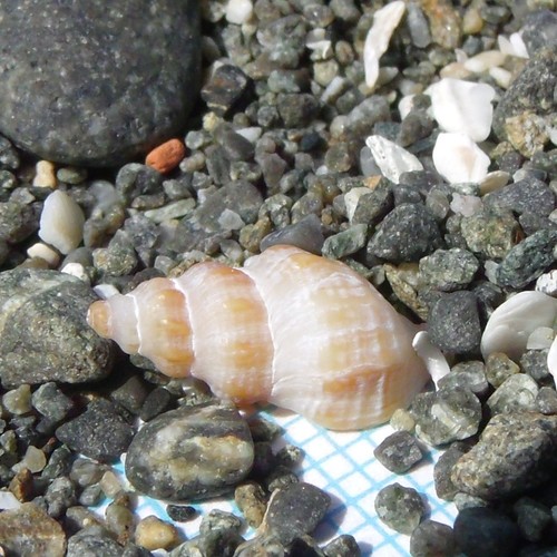 Lamellitrophon traversi
