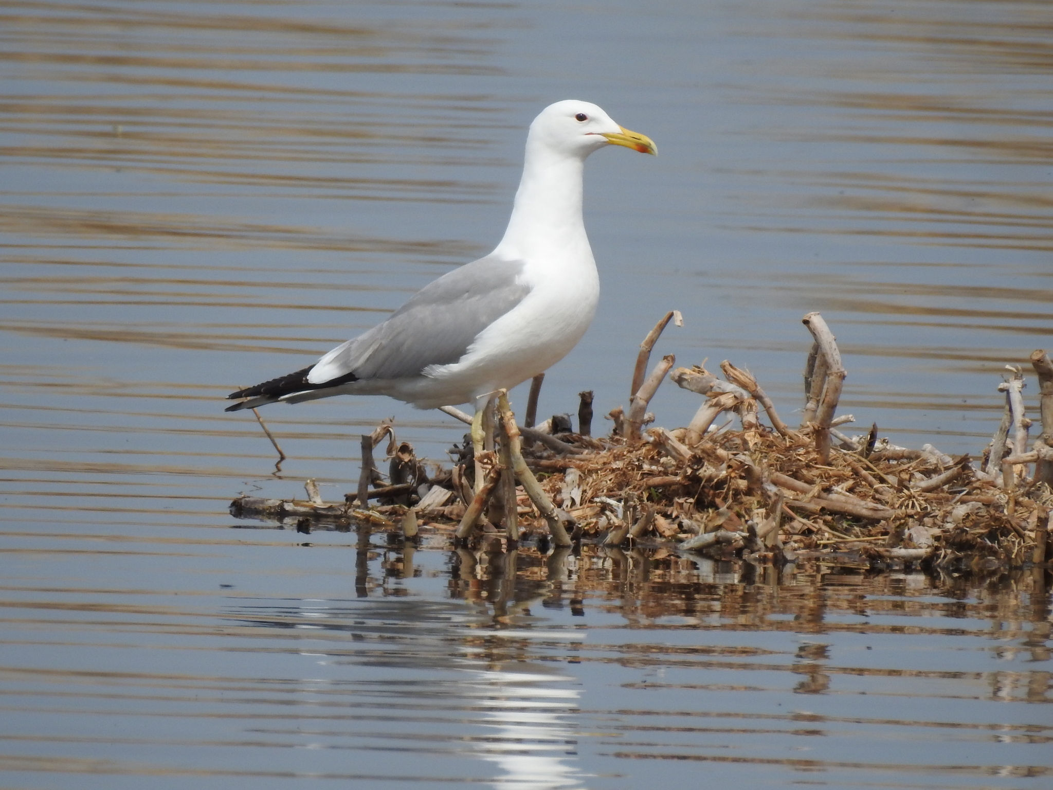 Caspian Gull