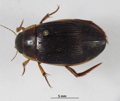 Dytiscus fasciventris