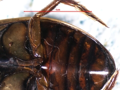 Dytiscus fasciventris