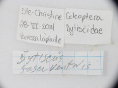 Dytiscus fasciventris