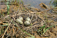 Himantopus himantopus