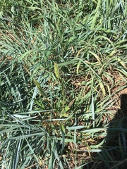 Setaria viridis viridis