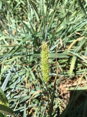 Setaria viridis viridis