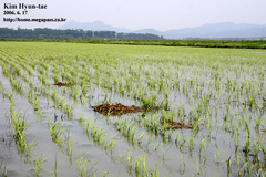 Himantopus himantopus