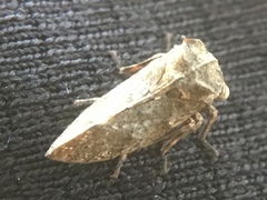 Microcentrus perditus