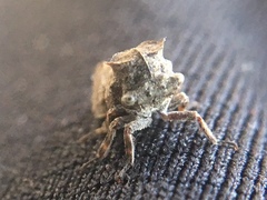 Microcentrus perditus