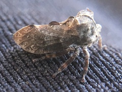 Microcentrus perditus