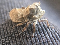 Microcentrus perditus