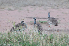 Eupodotis senegalensis