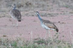 Eupodotis senegalensis