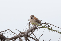 Passer rufocinctus